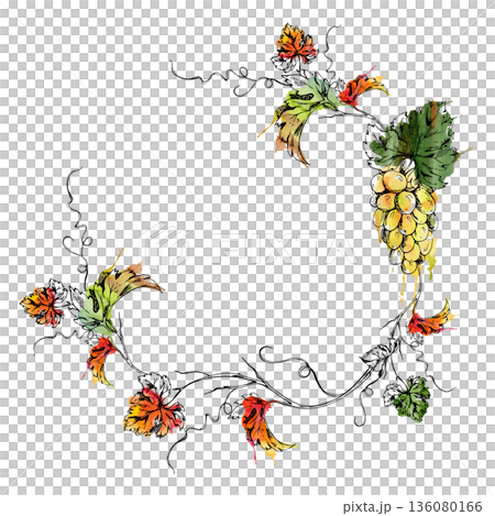 Airy wreath frame of pale muscat, riesling grape clusters on circle curving vine with ink outline of tendrils, leaves. Wine bottle labels, vineyard stationery, beverage and dessert menus, farm tours Airy wreath frame of pale muscat, riesling grape clusters on circle curving vine with ink outline of tendrils, leaves. Wine bottle labels, vineyard stationery, beverage and dessert menus, farm tours 136080166