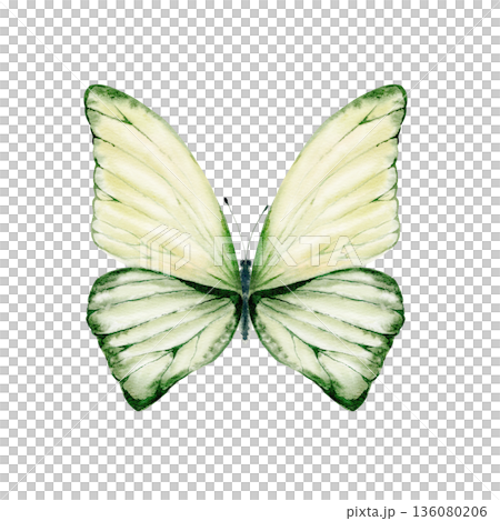 Vibrant green blue butterfly viewed from above,delicate wing veins,reminiscent of Morpho species.Light,airy watercolor symbolizes summer freedom,weightlessness,for nature designs,seasonal branding Vibrant green blue butterfly viewed from above,delicate wing veins,reminiscent of Morpho species.Light,airy watercolor symbolizes summer freedom,weightlessness,for nature designs,seasonal branding 136080206