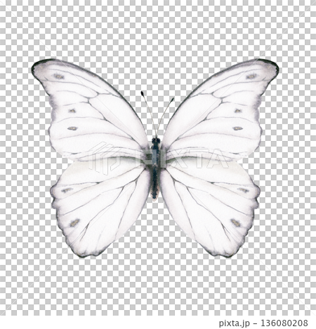 White butterfly with delicate shimmering pattern,inspired by the Morpho godartii Bolivia.Symbolizing departed souls,purity,innocence,for memorial designs,spiritual themes,gentle art prints White butterfly with delicate shimmering pattern,inspired by the Morpho godartii Bolivia.Symbolizing departed souls,purity,innocence,for memorial designs,spiritual themes,gentle art prints 136080208