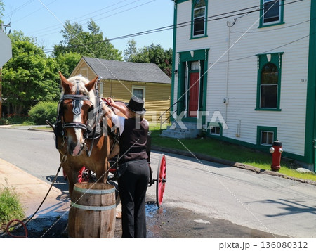 ルーネンバーグ旧市街の馬車馬の世話をする女性 ルーネンバーグ旧市街の馬車馬の世話をする女性 136080312