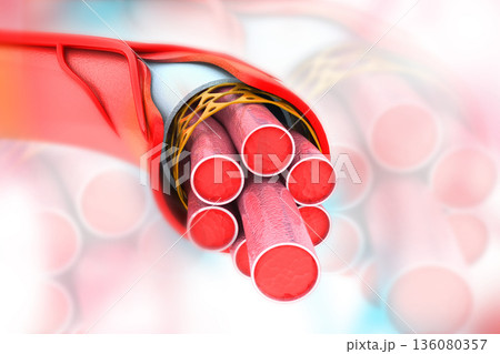Human vein anatomy Human vein anatomy 136080357