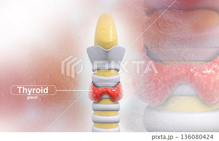Thyroid gland Thyroid gland 136080424