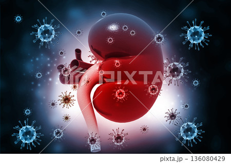 virus infection of  kidney 136080429