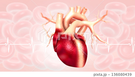 Anatomy of Human Heart Anatomy of Human Heart 136080439