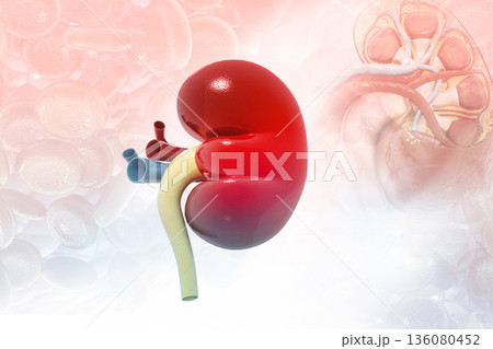 Human kidney anatomy 136080452