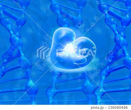 Anatomy of fetus with dna 136080486