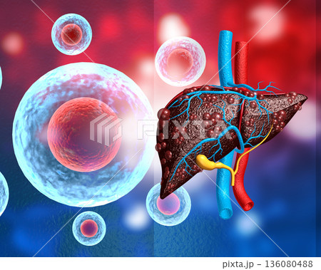 viral infection on human  liver 136080488