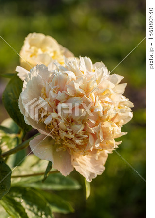 Blooming Quitzin peony in the garden 136080530