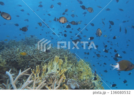 サンゴと青い海と魚たち　沖縄の海 136080532