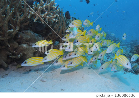 サンゴと青い海とヨスジフエダイの群れ 沖縄の海 サンゴと青い海とヨスジフエダイの群れ 沖縄の海 136080536