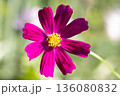 A close-up of a vibrant purple flower with rich petals and a contrasting yellow center. Purple cosmos flower. Macro photography. 136080832