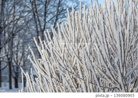 Frozen branches coated in glistening hoarfrost and rime ice crystals on a cold winter day outdoors Frozen branches coated in glistening hoarfrost and rime ice crystals on a cold winter day outdoors 136080903
