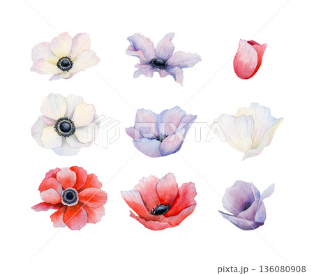 Watercolor anemones poppies flowers set. White, red and purple wildflowers illustration collection. Meadow field blooming plants for spring wedding and holiday designs Watercolor anemones poppies flowers set. White, red and purple wildflowers illustration collection. Meadow field blooming plants for spring wedding and holiday designs 136080908