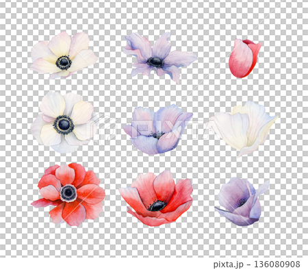 Watercolor anemones poppies flowers set. White, red and purple wildflowers illustration collection. Meadow field blooming plants for spring wedding and holiday designs Watercolor anemones poppies flowers set. White, red and purple wildflowers illustration collection. Meadow field blooming plants for spring wedding and holiday designs 136080908
