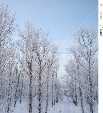 Winter wonderland scene showing rime covered trees and a snow path under a clear blue sky, freezing nature background 136080925
