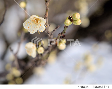 晴れた1月に美しく咲いた白い梅の花「月影(ツキカゲ)」 晴れた1月に美しく咲いた白い梅の花「月影(ツキカゲ)」 136081124