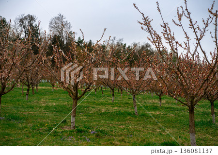 Rows of apricot trees (Prunus armeniaca) partly past peak bloom in Wachau Valley, Austria, showing early spring orchard landscape, seasonal transition 136081137