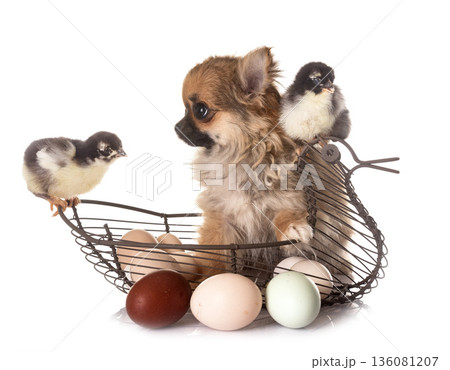 puppy chihuahua and chicks puppy chihuahua and chicks 136081207
