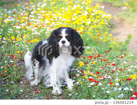 cavalier king charles cavalier king charles 136081224