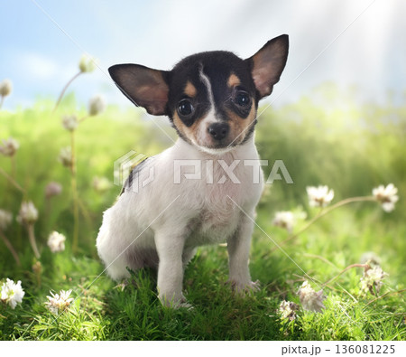 puppy chihuahua in nature puppy chihuahua in nature 136081225