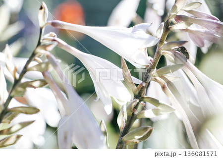 A close-up of white bell-shaped flowers with translucent petals. Soft natural light. Galtonia flower close-up. Gardening. 136081571