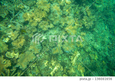 various various 136081656