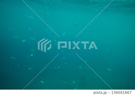 various 136081667