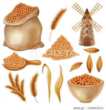 Watercolor Illustration set of wheat-related items: mill, grains, ears, and flour in different containers. Excellent for farming, organic food, grain product packaging, menu, food packaging, cookbooks Watercolor Illustration set of wheat-related items: mill, grains, ears, and flour in different containers. Excellent for farming, organic food, grain product packaging, menu, food packaging, cookbooks 136081672