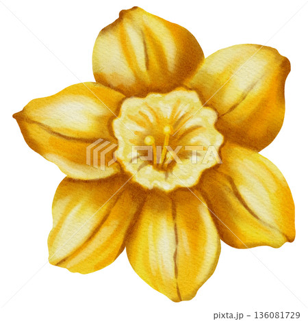 Watercolor hand drawn narcissus flower isolated on white background. Spring floral illustration perfect for holiday, birthday, Women's Day, Easter cards and romantic designs. Watercolor hand drawn narcissus flower isolated on white background. Spring floral illustration perfect for holiday, birthday, Women's Day, Easter cards and romantic designs. 136081729