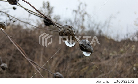 Serene scene of dew droplets on dried plants against overcast sky 136082172