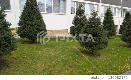 Tender evergreen branches line neatly kept grassy space close to windows Tender evergreen branches line neatly kept grassy space close to windows 136082173