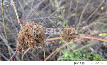 Closeup of dried plant remnants on thorny stalks in natural light 136082182