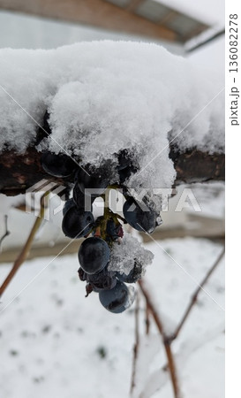 Frozen grapes contrast, Snowcovered vines display withered grapes 136082278