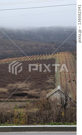 Wine estate scene, Rustic vineyard landscape beneath cloudy sky Wine estate scene, Rustic vineyard landscape beneath cloudy sky 136082341