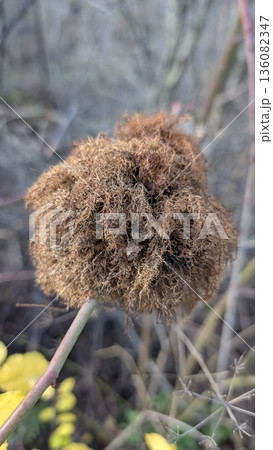 This formation on the rosehip is called a gall or colloquially a robins pincushion or a bedeguard 136082347