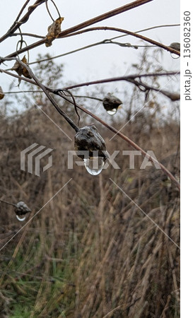 Solitary water drop mirrors calm scenery in sharp detail Solitary water drop mirrors calm scenery in sharp detail 136082360