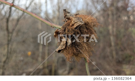 Silent rustic scene capturing seasonal botanical themes and textures Silent rustic scene capturing seasonal botanical themes and textures 136082364