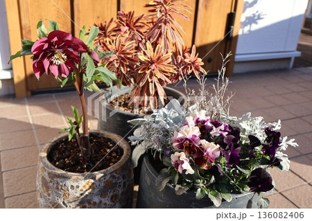 玄関先の花の寄せ植え&寄せ鉢 玄関先の花の寄せ植え&寄せ鉢 136082406