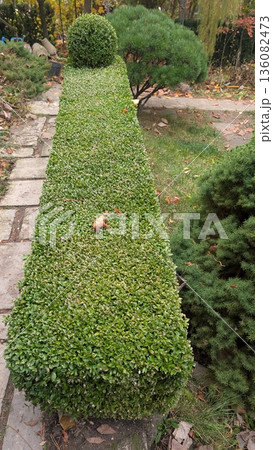 Immaculate Shrubbery Arrangement And Pathway Illustrate Diligent Landscape Artistry And Seasonal Charm 136082473