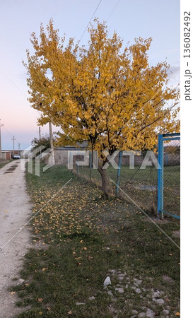 Calm Evening By Rustic Road And Gate, Peaceful Twilight Capturing Village Life And Seasonal Changes Calm Evening By Rustic Road And Gate, Peaceful Twilight Capturing Village Life And Seasonal Changes 136082492