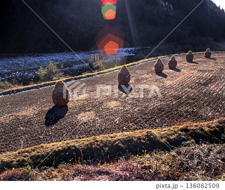 ロマンチック茨城（田んぼがアートだ！。リイムズ良く稲穂が「くいがけ」されている。）常陸太田市、里美村 136082509