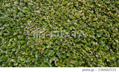 Lush Leafy Groundcover, Thick Verdant Plant Layer Featuring Smooth Oval Leaves Forming Repeating Design 136082515