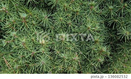 Detailed Botanical View Of Dense Needle Clusters With Rich Green Hues And Resinlike Qualities Detailed Botanical View Of Dense Needle Clusters With Rich Green Hues And Resinlike Qualities 136082532