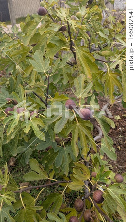 Detailed View Of Ripe Purple Fruit Cluster, Vivid Image Of Purple Fig Harvest With Leaves And Twigs Detailed View Of Ripe Purple Fruit Cluster, Vivid Image Of Purple Fig Harvest With Leaves And Twigs 136082541