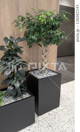 Contemporary Indoor Plant Decor, Elegant Office Environment Featuring Lush Greenery And Minimalist Design 136082545