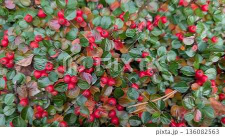 Lush Ground Layer Adorned With Shiny Red And Green Foliage Complemented By Scattered Leaf Litter 136082563