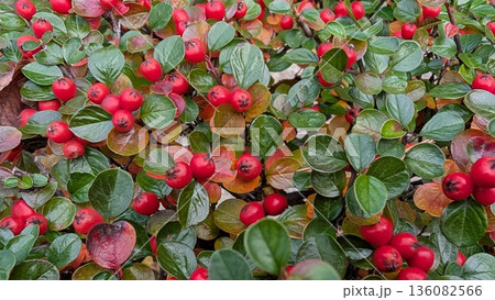 Serene Outdoor Setting Showcasing Rich Red Berries And Shimmering Green Foliage In Full Bloom Serene Outdoor Setting Showcasing Rich Red Berries And Shimmering Green Foliage In Full Bloom 136082566