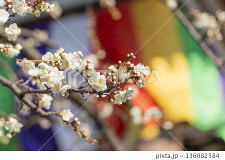 西新井大師 總持寺の梅　2026.2.1撮影 136082584