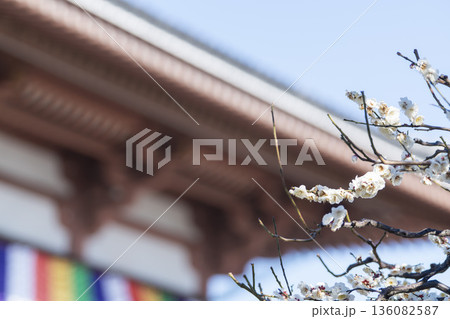 西新井大師 總持寺の梅　2026.2.1撮影 136082587