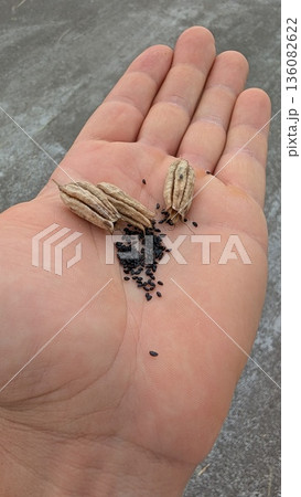 A hand holding seeds and pods, ready for planting in the garden or field for growth A hand holding seeds and pods, ready for planting in the garden or field for growth 136082622